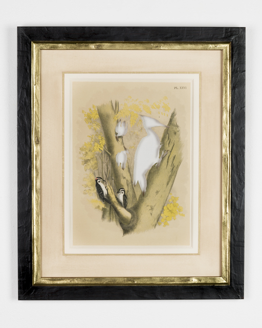 Brandon Ballengée, ‘RIP Ivory-Billed Woodpecker: After Theodore Jasper’, 1881/2015, Goya Contemporary/Goya-Girl Press