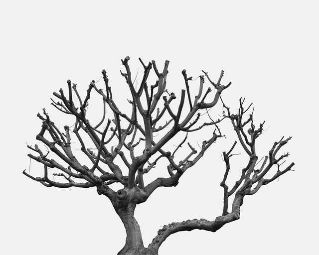 Amir Zaki, ‘Tree Portrait 33’, 2013, ACME.