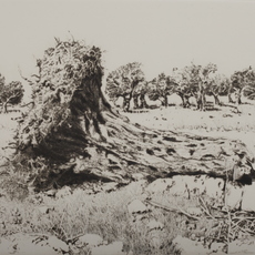Walid Abu Shakra