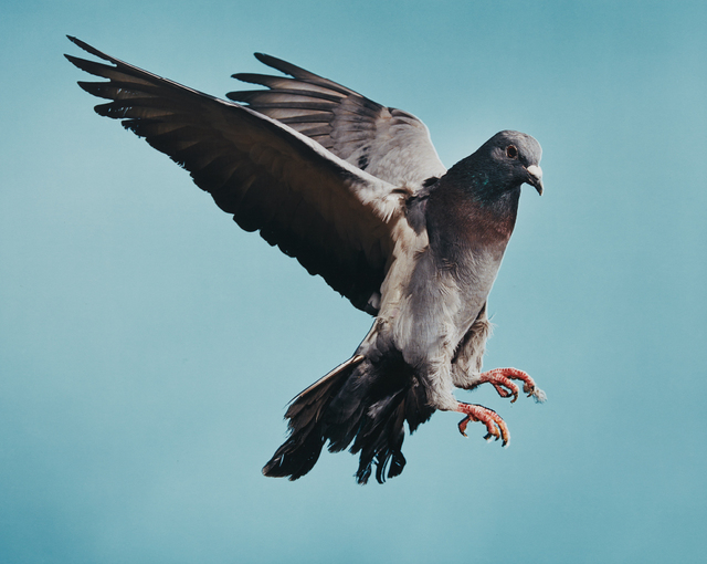 Roe Ethridge, ‘Pigeon’, 2002, Phillips