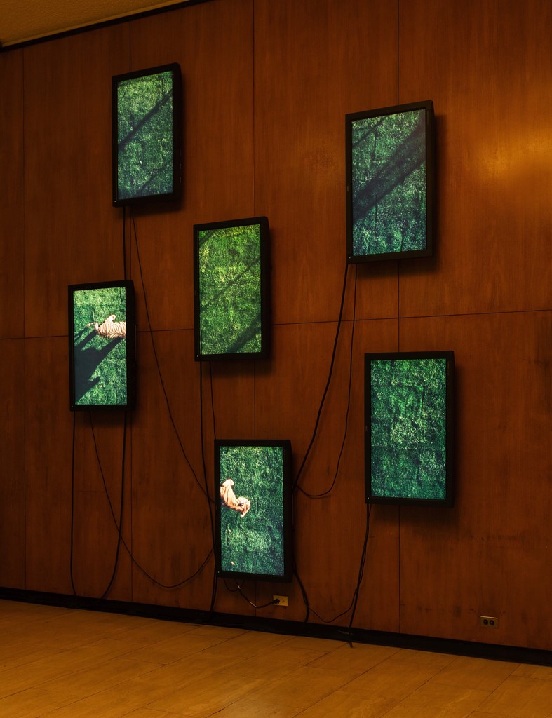 Installation photograph, "Diana Theater: The Sympathetic Imagination," Los Angeles County Museum of Art, November 22, 2015 - February 21, 2016. Courtesy of Diana Thater. Photo: Fredrik Nilsen. Installation photograph, "Diana Theater: The Sympathetic Imagination," Los Angeles County Museum of Art, November 22, 2015 - February 21, 2016. Courtesy of Diana Thater. Photo: Fredrik Nilsen.