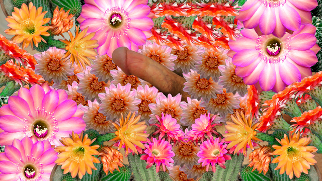 Faith Holland, ‘Blooming’, 2017, Video/Film/Animation, Animated GIF, TRANSFER