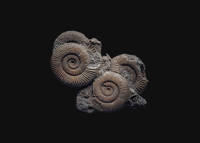 Andrey Akimov, ‘Fossil#4’, 2019, Galería Silvestre