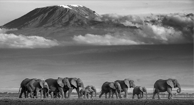 David Yarrow, ‘Walk the Line’, 2019, Hilton Asmus