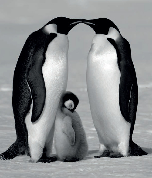 David Yarrow, ‘Contentment ’, 2010, Photography, Archival Pigment Print, Maddox Gallery
