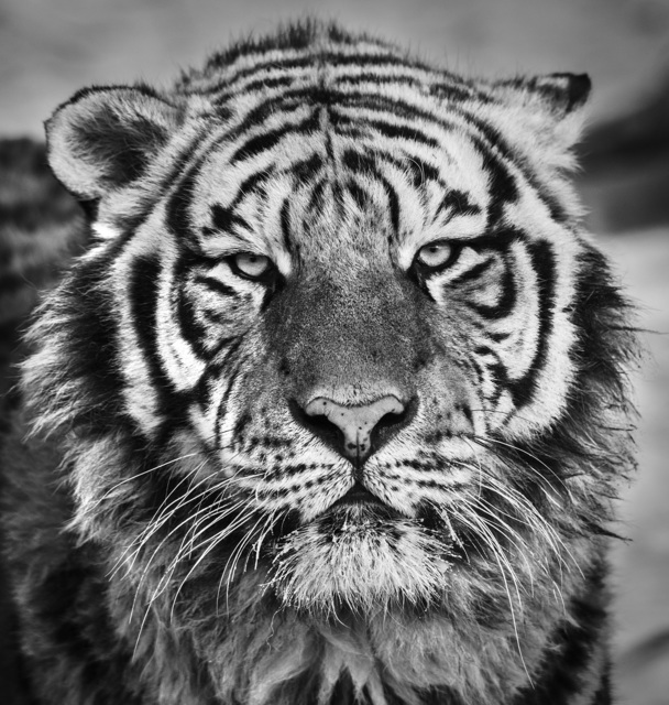 David Yarrow, ‘Harbin ’, 2016, Maddox Gallery