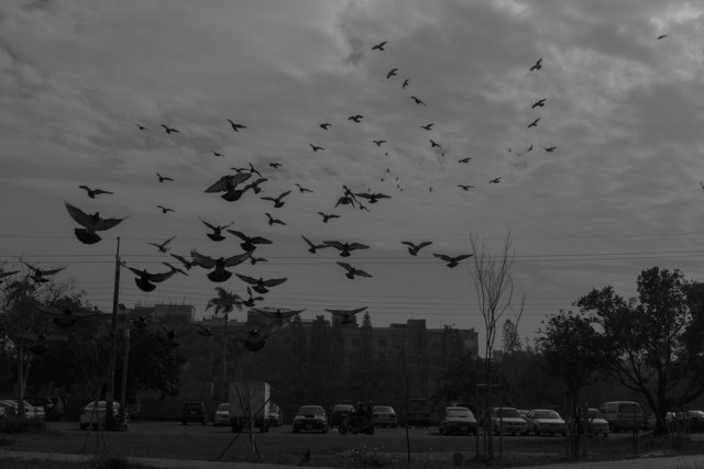 Lee Lichung, ‘Look Homeward, Angel - Wild pigeons looking for food on the parking lot’, 2018, Photography, Inkjet print, Acid-free paper, Powen Gallery