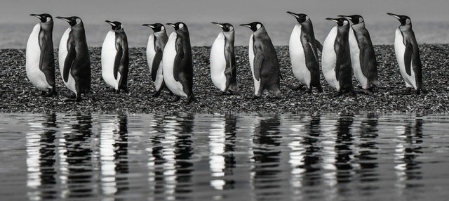 David Yarrow, ‘Oceans 11’, 2018, Holden Luntz Gallery