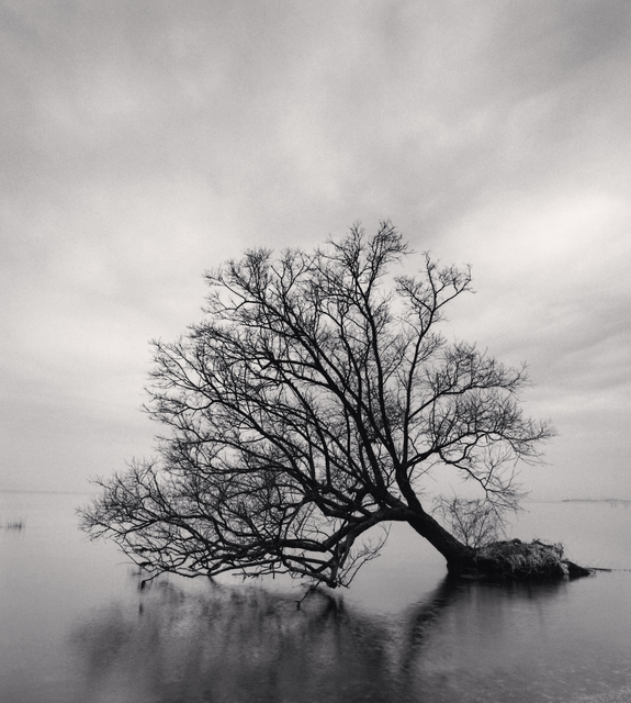 Michael Kenna, ‘Falling Tree - Nagahama, Honshu, Japan.’, 2002, Photography, Sepia toned silver gelatin print, Galeria de Babel