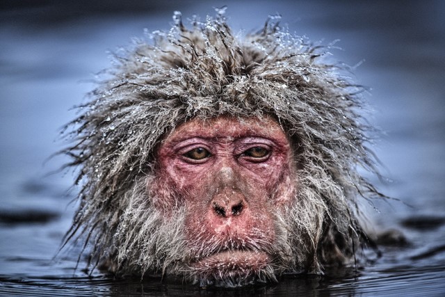 David Yarrow, ‘Grumpy Monkey’, ca. 2013, Photography, Archival Pigment Print, Samuel Lynne Galleries