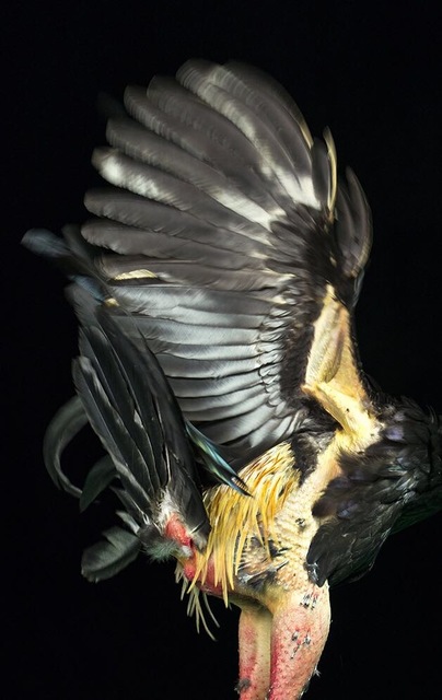 Humberto Vélez, ‘ Between beauty and violence II’, 2015, NG Art Gallery