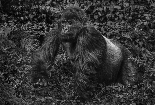 David Yarrow, ‘Guhonda’, 2017, Isabella Garrucho Fine Art