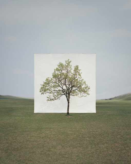 Myoung Ho Lee, ‘Tree #14’, 2009, Late Ninety