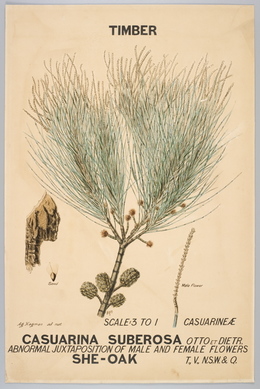 Agard Hagman, ‘Botanical illustration of Casuarina suberosa (She-Oak) ’, 1887, Powerhouse Museum