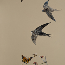 Natalie Toplass