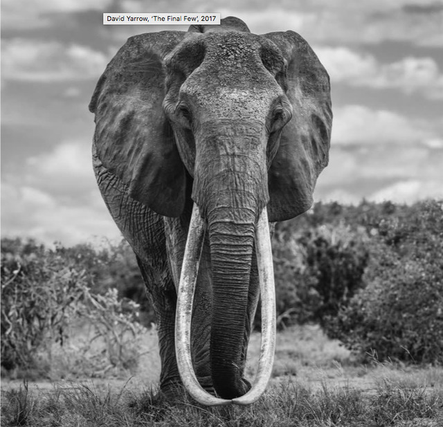 David Yarrow, ‘The Final Few’, ca. 2017, Photography, Archival Pigment Print, Samuel Lynne Galleries