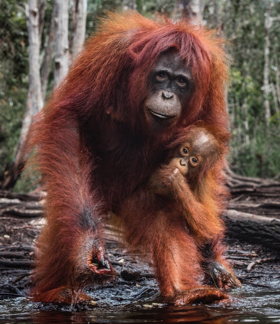 David Yarrow, ‘The House of Orange’, 2018, Hilton Asmus