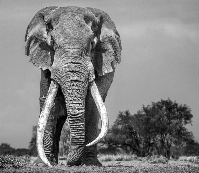 David Yarrow, ‘Colossus, Amboseli, Kenya’, 2018, Holden Luntz Gallery