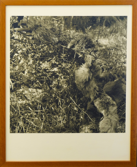 Joan Fontcuberta, ‘PILUSERPENS EDAX’, 1997, espaivisor - Galería Visor