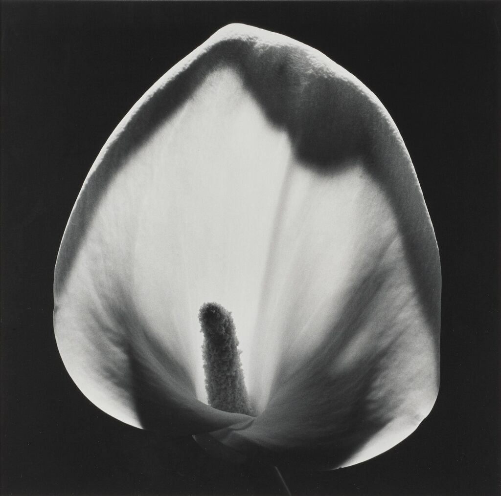 Robert Mapplethorpe - Calla Lily
