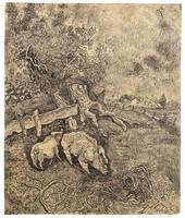 Schweine Am Zaun