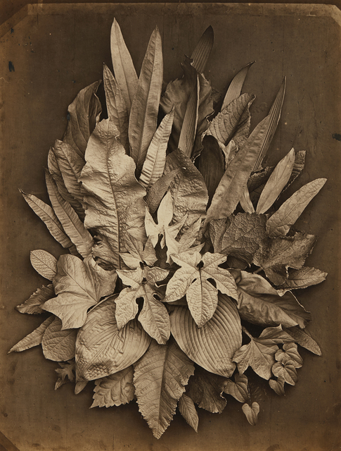 Charles Aubry | Untitled (study of leaves) (1864) | Artsy