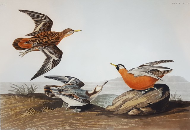 John James Audubon, ‘Red Phalarope’, 1835, Graves International Art