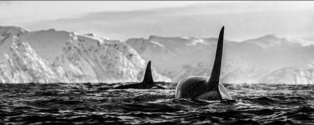 David Yarrow, ‘The Killers’, 2019, Photography, Black and White Photography, 315gsm Hahnemuhle Photo Rag Baryta Paper, Isabella Garrucho Fine Art