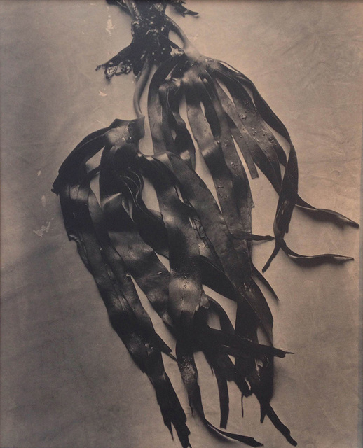 Esther Teichmann, ‘Untitled’, 2015, Photography, Toned silver gelatin fibre based print, Galerie Les filles du calvaire