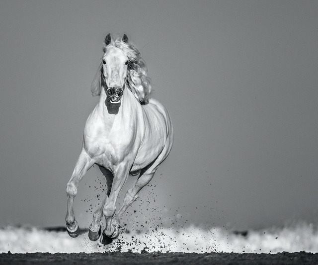 David Yarrow, ‘Pegasus’, 2020, Photography, Archival Pigment Print, Samuel Lynne Galleries