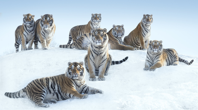 David Yarrow, ‘The Siberians’, 2016, Photography, Archival Pigment Print, Hilton Asmus