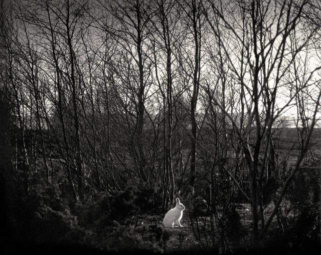 Pentti Sammallahti, ‘Signilskär, Finland (white rabbit in forest)’, 1974, Nailya Alexander Gallery