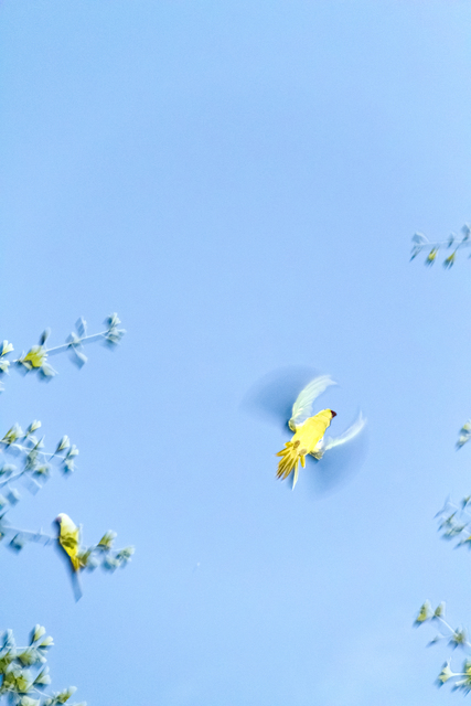 Yoshinori Mizutani, ‘Tokyo Parrots, 010’, 2013, Photography, Archival pigment print, Brownie Project