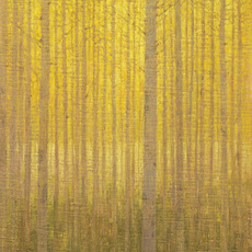 David Grossmann