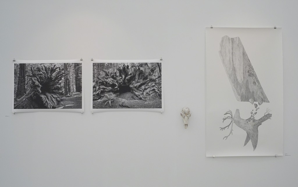 From left: Thale Fastvold "Sequoia Sempervirens (Legacy)" nr 1 and nr 2 photography 2018, Tanja Thorjussen "Tupilaq Relic" nr 4 Reindeer scull with pencil drawing 2018 and " Siedi - Tupilaq and Transteinen" pencil drawing and gold leaf on Arches paper 2018. From left: Thale Fastvold "Sequoia Sempervirens (Legacy)" nr 1 and nr 2 photography 2018, Tanja Thorjussen "Tupilaq Relic" nr 4 Reindeer scull with pencil drawing 2018 and " Siedi - Tupilaq and Transteinen" pencil drawing and gold leaf on Arches paper 2018.