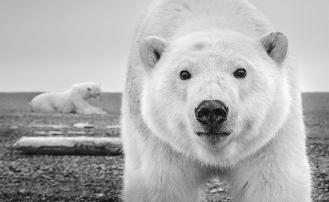 David Yarrow, ‘Hello’, Photography, Visions West Contemporary