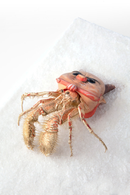 Charles Degeyter, ‘03 HERMIT #1 PHILOCTETES’, 2019, Sculpture, Fringe pop figurine, bell jar, salt block and hermit crab, Tatjana Pieters