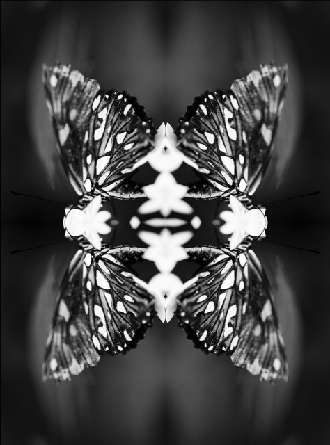 Indira Cesarine, ‘Papiliones No 9 ’, 2016, Photography, Archival photographic print, The Untitled Space