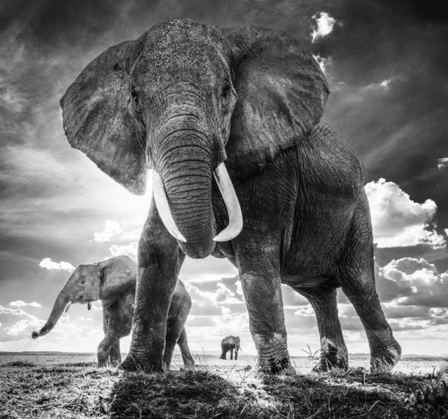David Yarrow, ‘The untouchables’, 2017, Fineart Oslo