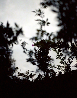 Bryan Graf, ‘Wysteria 3’, 2011, Yancey Richardson Gallery
