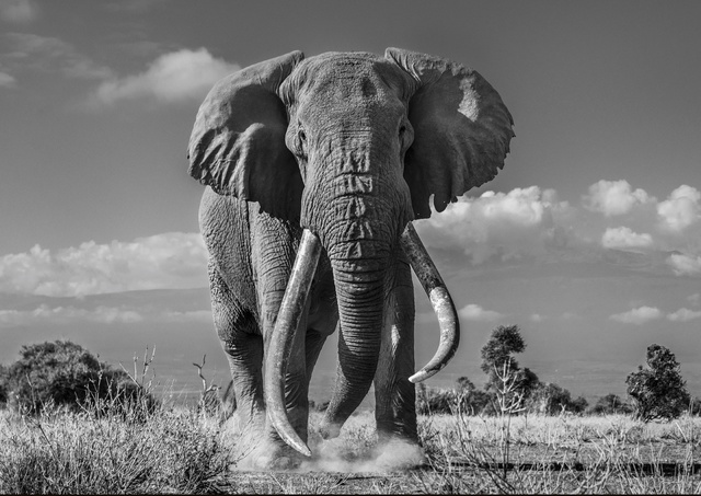 David Yarrow, ‘Tim’, 2019, Isabella Garrucho Fine Art