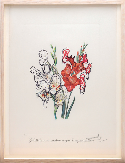 Salvador Dalí, ‘Gladiolus cum aurium corymbo expectanium (Pirates Galdioli) (From the portfolio Surrealist Flowers)’, 1972, Print, Heliogravure and embossing on heavy Arches paper, artrepublic