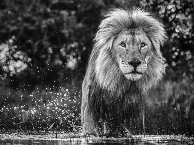 David Yarrow, ‘After the Flood’, 2020, Photography, Archival Pigment Print, Maddox Gallery