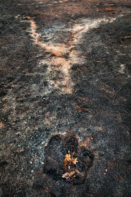 Carolyn Monastra, ‘Stump hole and ash from a burned tree, East Bastrop, Texas’, 2011, Susan Eley Fine Art