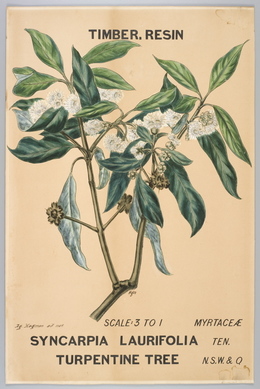 Agard Hagman, ‘Botanical illustration of Syncarpia laurifolia (Turpintine Tree)’, 1887, Powerhouse Museum