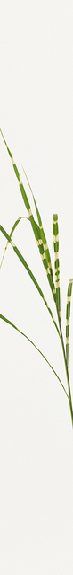 Takashi Tomo-oka, ‘Susuki 3 ( silver grass )’, 2014, Ippodo Gallery