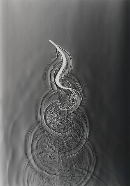 Adam Fuss, ‘UNTITLED’, 2007, Cheim & Read
