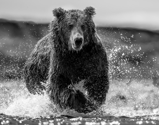 David Yarrow, ‘The Happy Bear’, 2017, Isabella Garrucho Fine Art