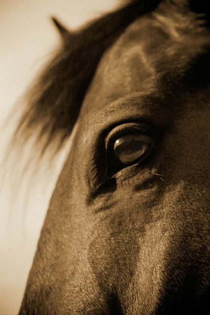 Michael Eastman, ‘Horse 6’, 2000, Duane Reed Gallery