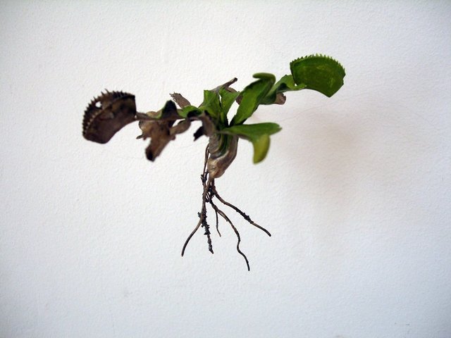 Jo Coupe, ‘Uprooted (Dionaea muscipula)’, 2007, Sculpture, Bronze, enamel paint, brass rod, WORKPLACE